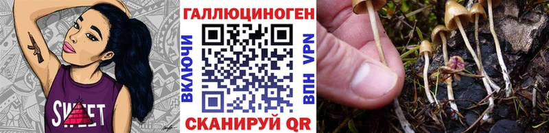 Галлюциногенные грибы Psilocybe  Болотное 